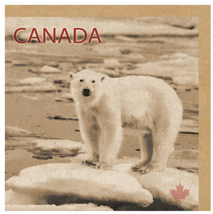 CARD CANADA ARCTIC BEAR